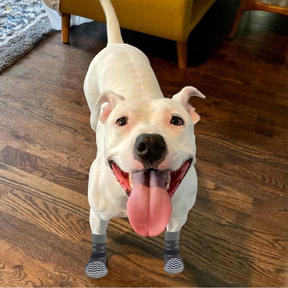 NWB EXPAWLORER .. DOGGIE SOCKS - Picture 2 of 9